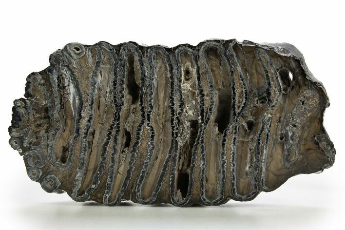 Polished Mammoth Molar Slice - South Carolina #316530